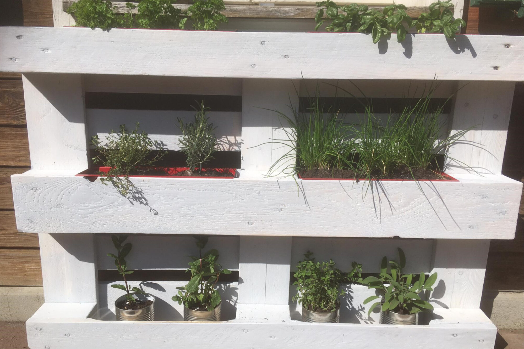 PalettenKräutergarten ALMA Tipps & Tricks SBLV